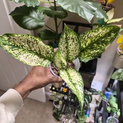Aglaonema 
