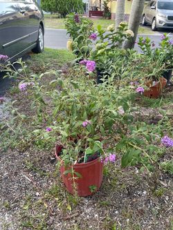 Classic butterfly bush