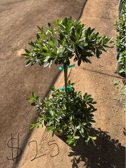 Two gallon Formosa tree