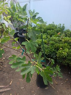 Multi Grafted Fig tree