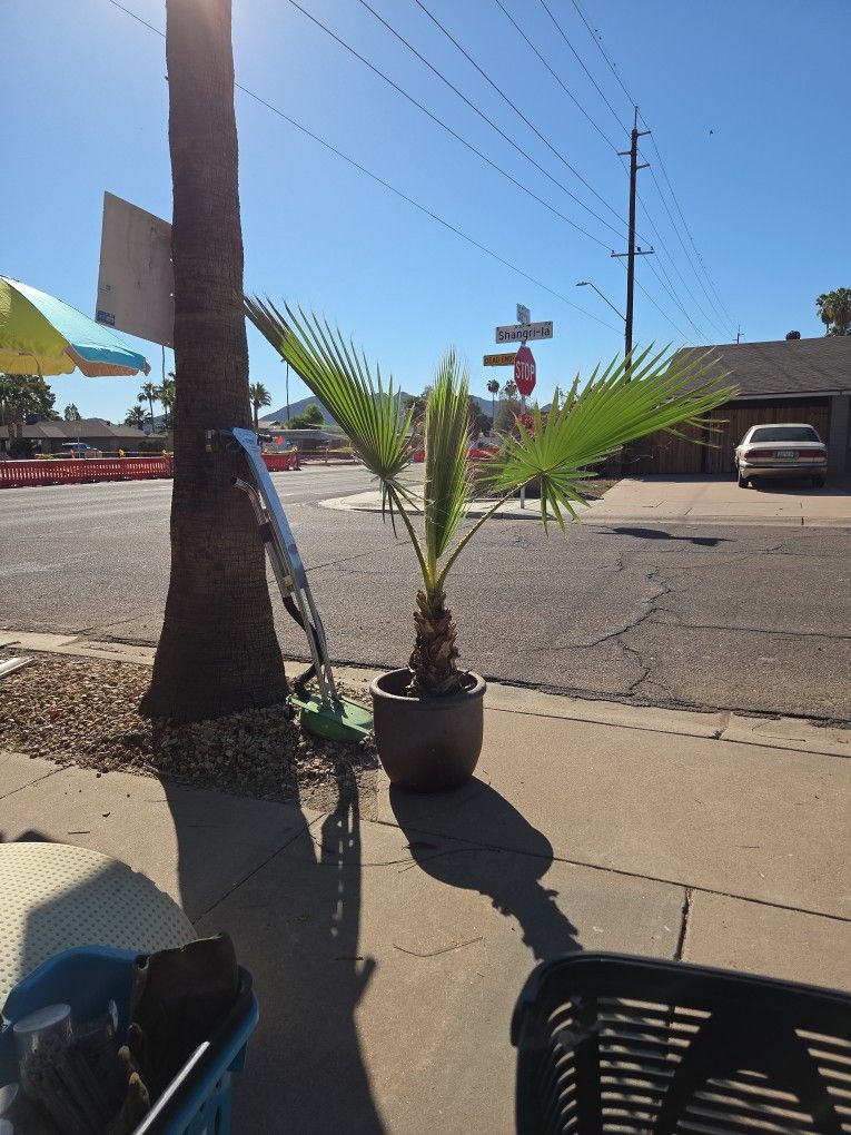 Plants For Sale Asortted Pots And Plats From 5.00 And Up