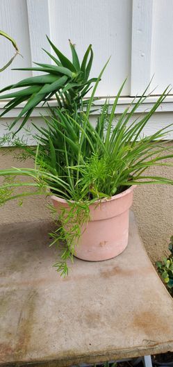 12 Separate Plants in 8" Pot