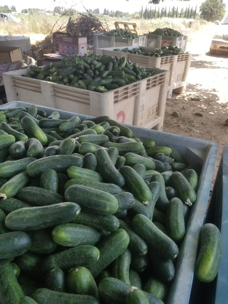 pickles