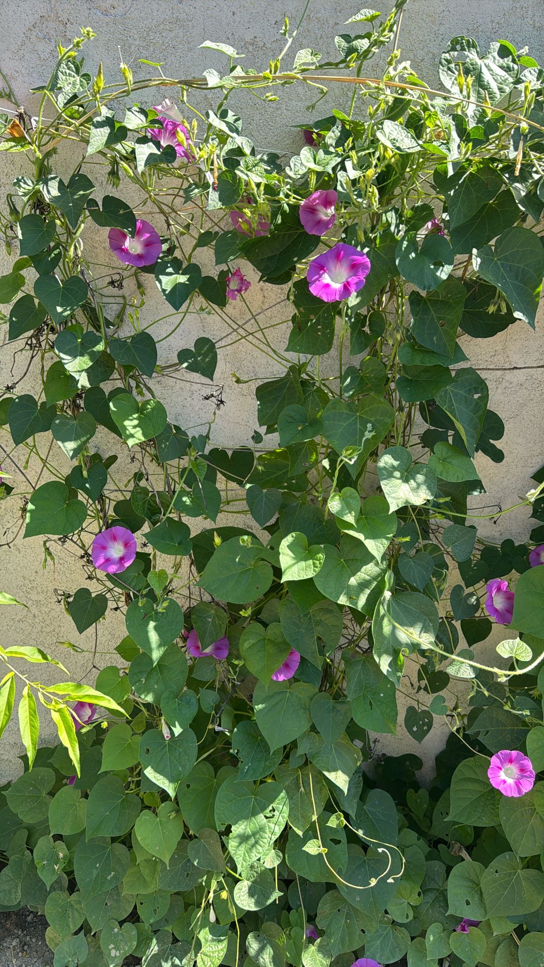 Japense Morning Glory