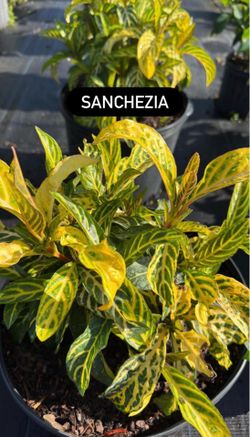 💛 Sanchezia