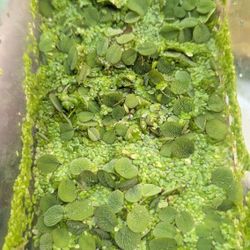 Salvinia minima and Duck Weed