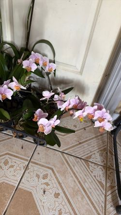 Mini orchids 5por $10