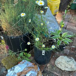 Shasta daisy