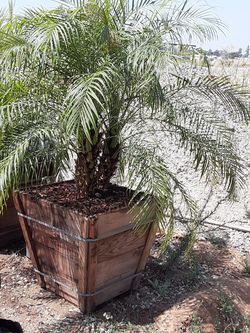 Palmas Rubelinas en 24 galodes 110
