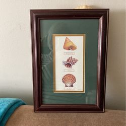 Framed Shell Print 