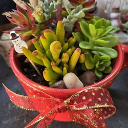 Cute low priced holiday arrangements and stand alone succulents at lower than retail prices 