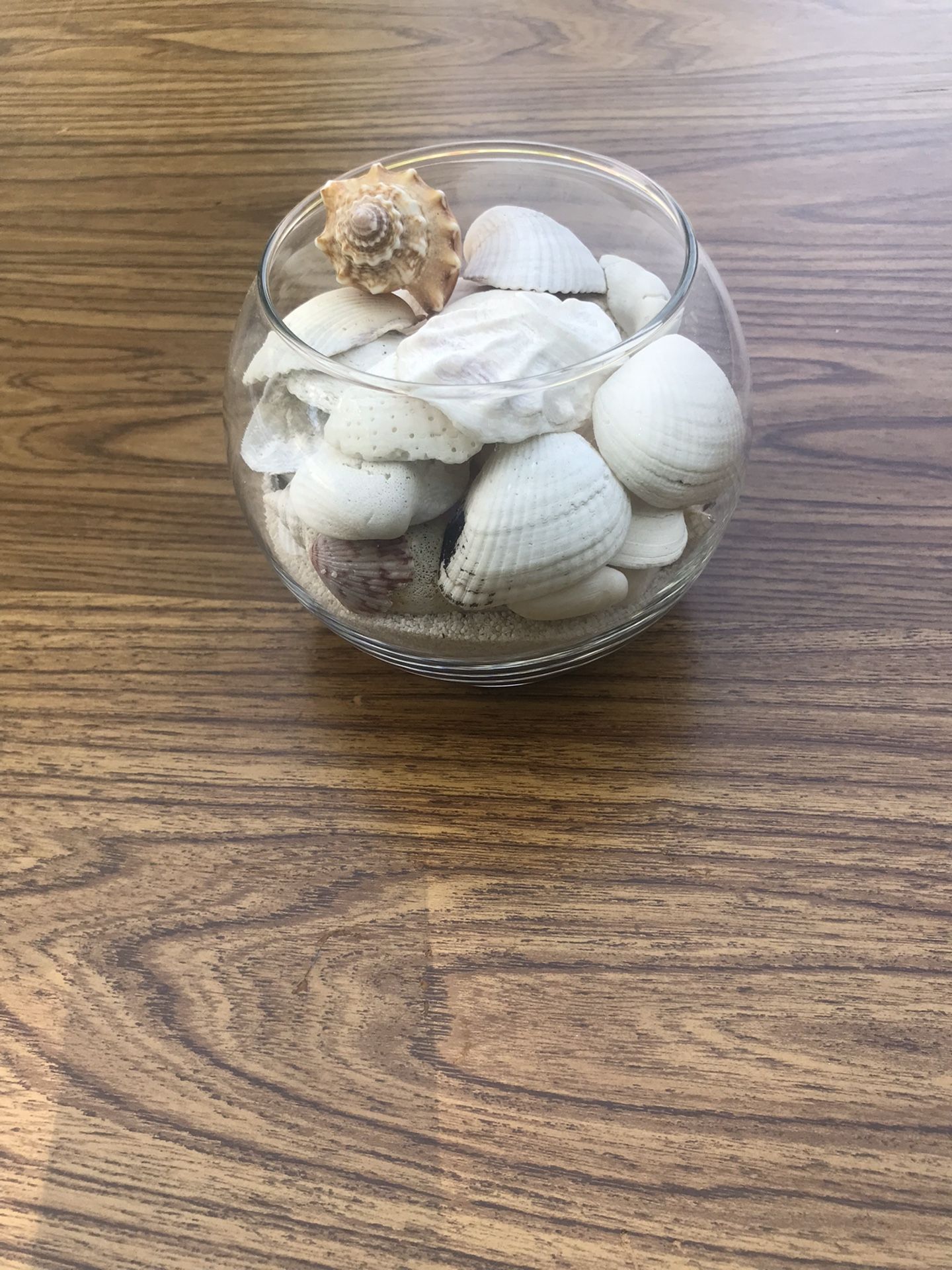 Glass globe Of Sea Shells