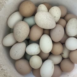 Fresh Eggs