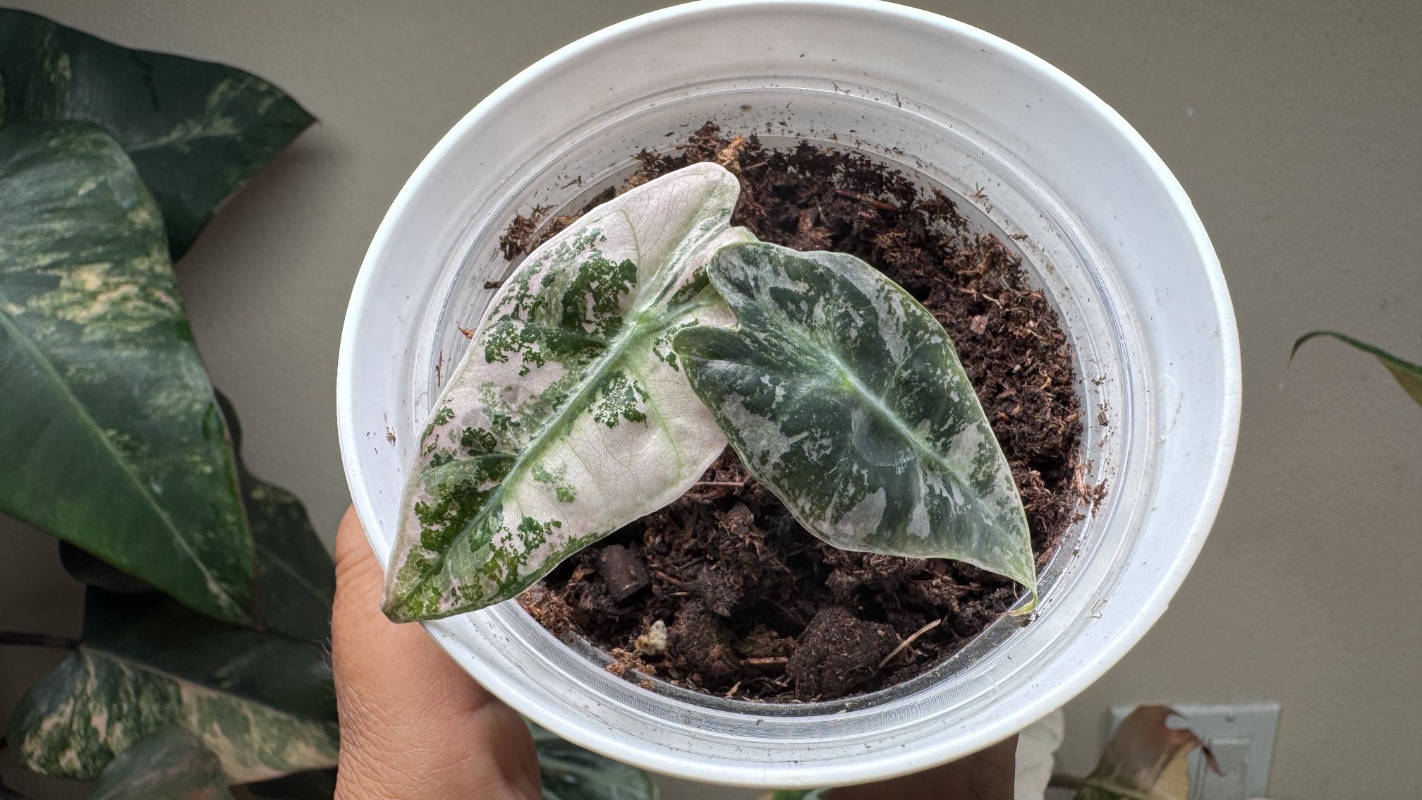 Alocasia Amazonia Polly