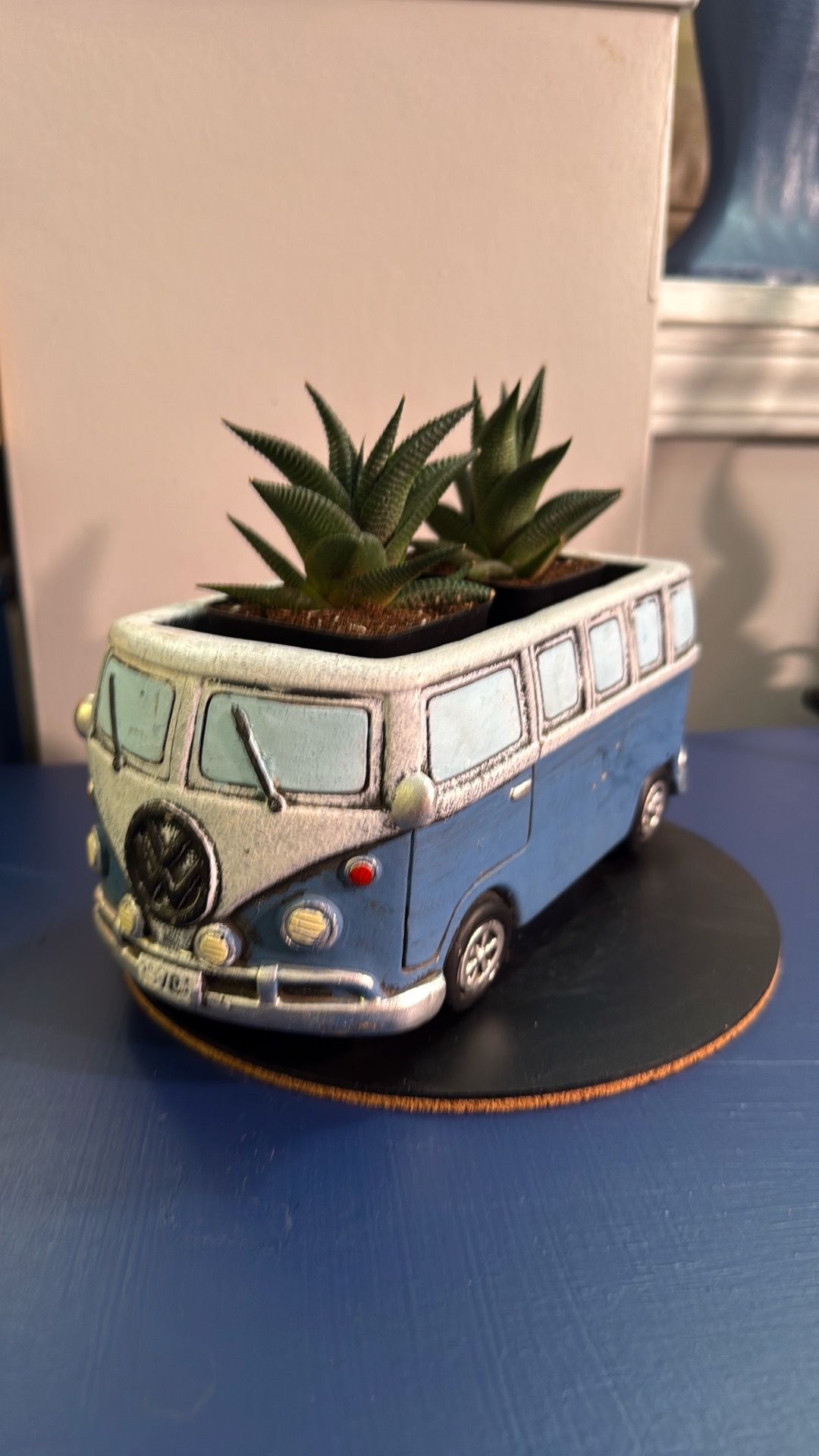 VW Succulents