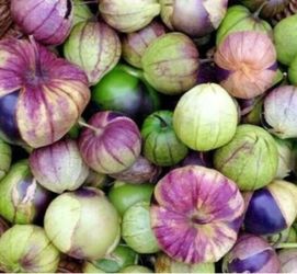 Tomatillo Milpero