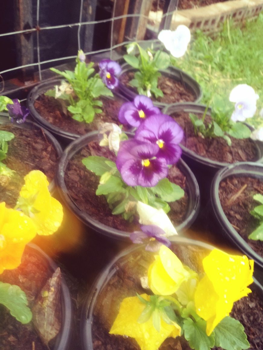 Pansy swiss gaint mix flowers 1 gallon pots $2 each