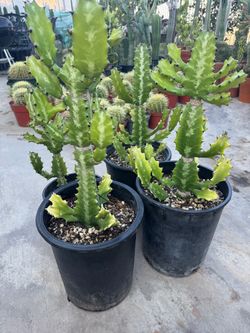 Euphorbia Lactea