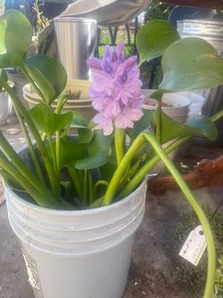 pound plant