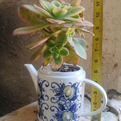 Aeonium 'Blushing Beauty Plant & Pot $10