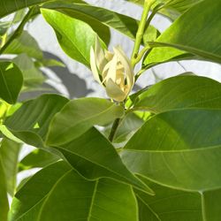 Michelia Alba Plant (champaca)