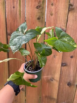 syngonium albo