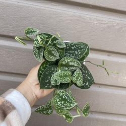 4” Silver Satin Pothos