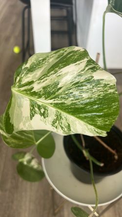 Monstera Albo