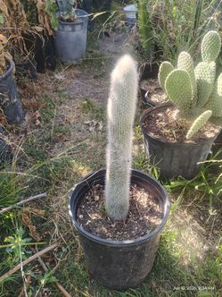 Oh man cactus plant