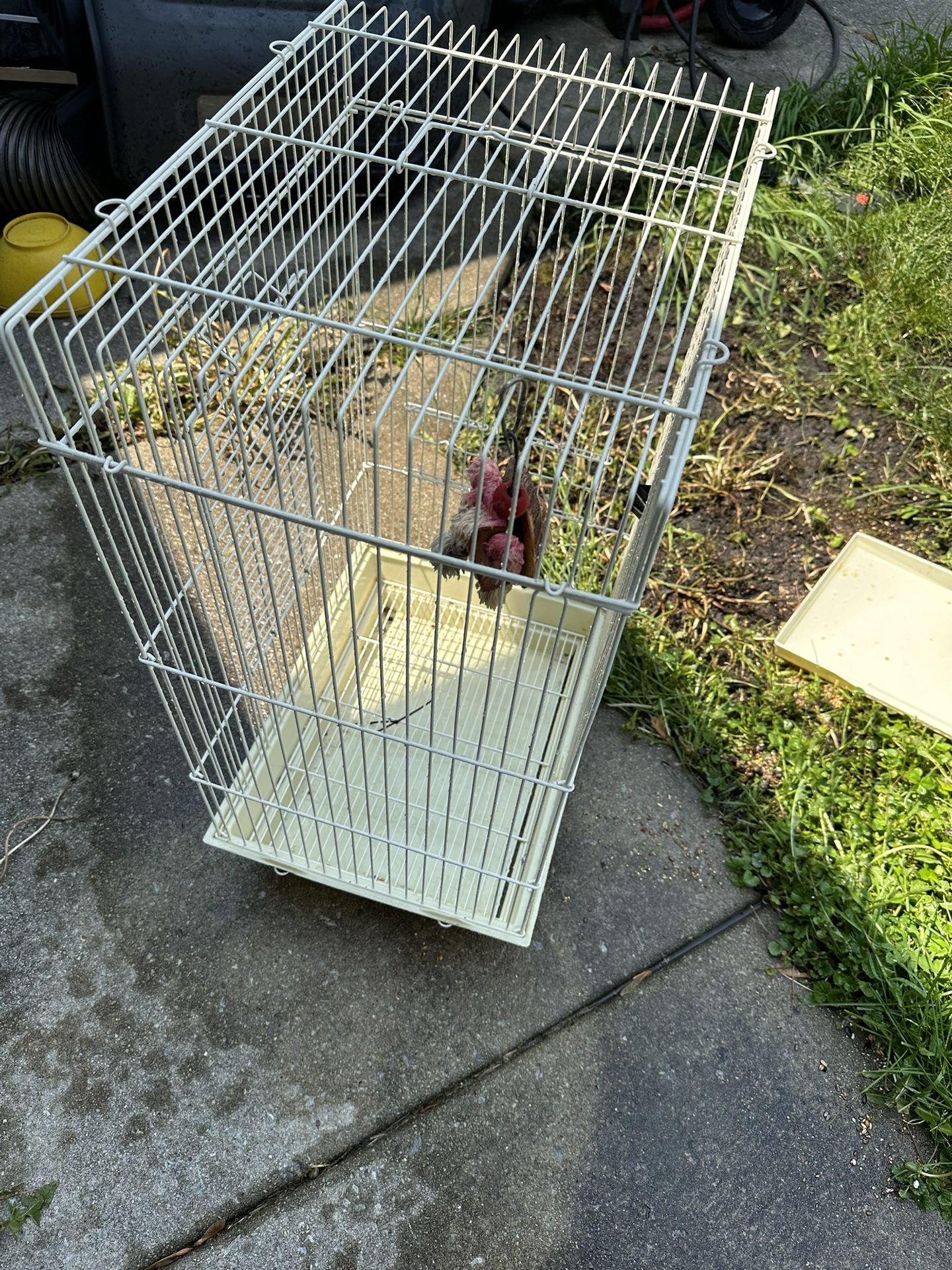 Bird Cage 24” Tall