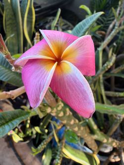 Cutting plumeria