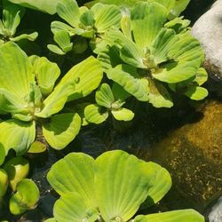 LARGE Water Lettuce
