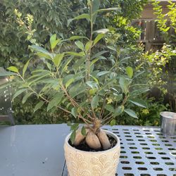 Plant 4 Sale 