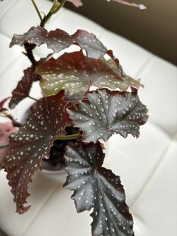 House plants and Succulents for Sale