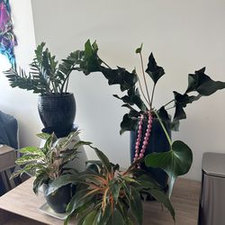 Four Ceramic Pots And Plants 