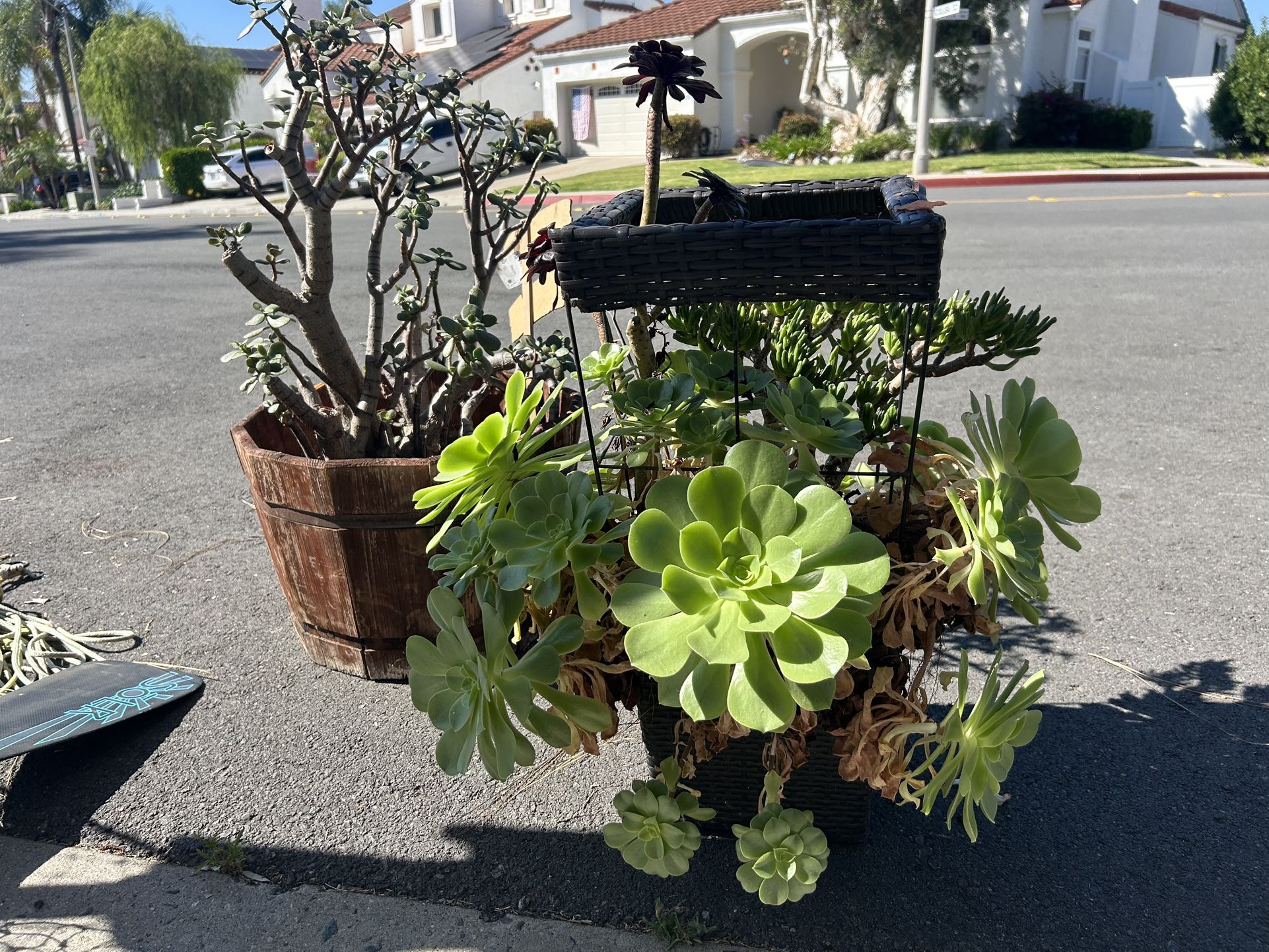 Beautiful Outdoor Potted Mature succulents