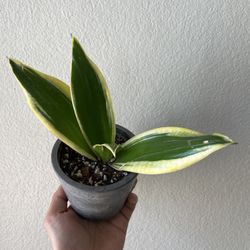 Variegated Snake Plant 