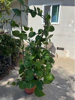 Huge Hawaiian golden Pothos big leaves