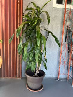 Planta de sombra (para interior)