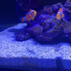 Fish Tank Reef Tank Aquarium 
