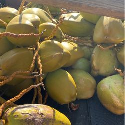 Coconuts Fresh 