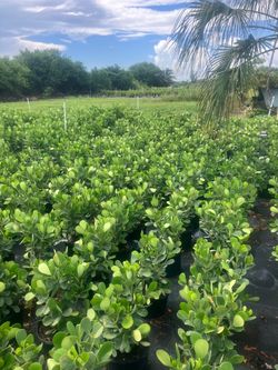 Clusias plants