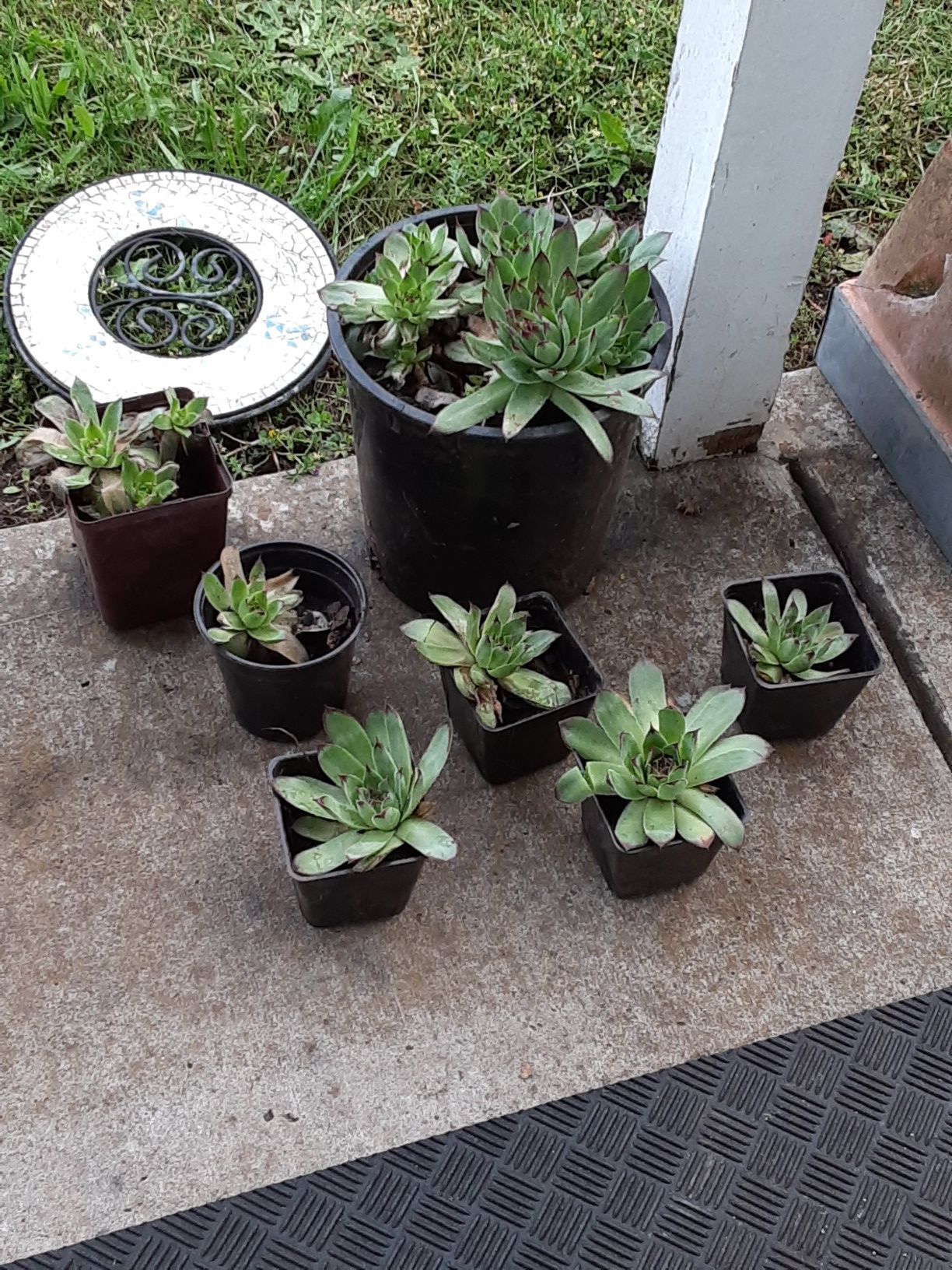 Succulents