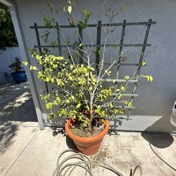 Camellia On Trellis FREE