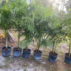 Christmas Palm 