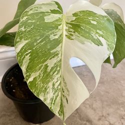 Highly Sought After Monstera Albo Plant In 6" Pot