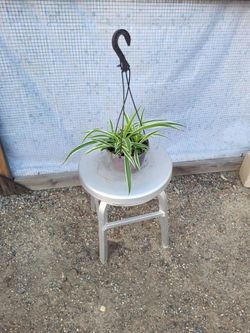 Spider Plant 6" Hanging Nursery Pot