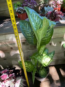 ~ full/lush 3-3.5ft ft tall (10” pot) dieffenbachia tropic snow with many baby plants; 95820