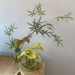 Silk Tree Plant