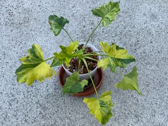 Philodendron Selloum Golden Fire Variegated